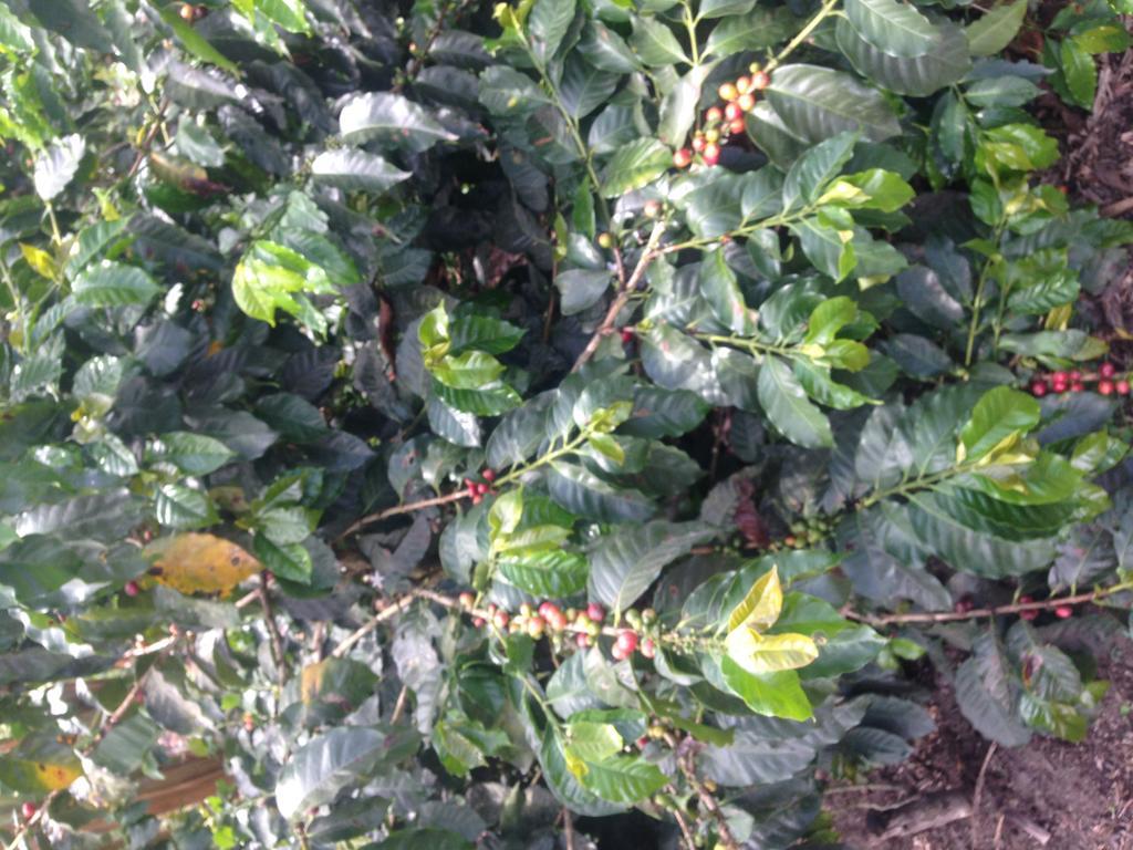 Calarcá Finca El Diamante 빌라 외부 사진