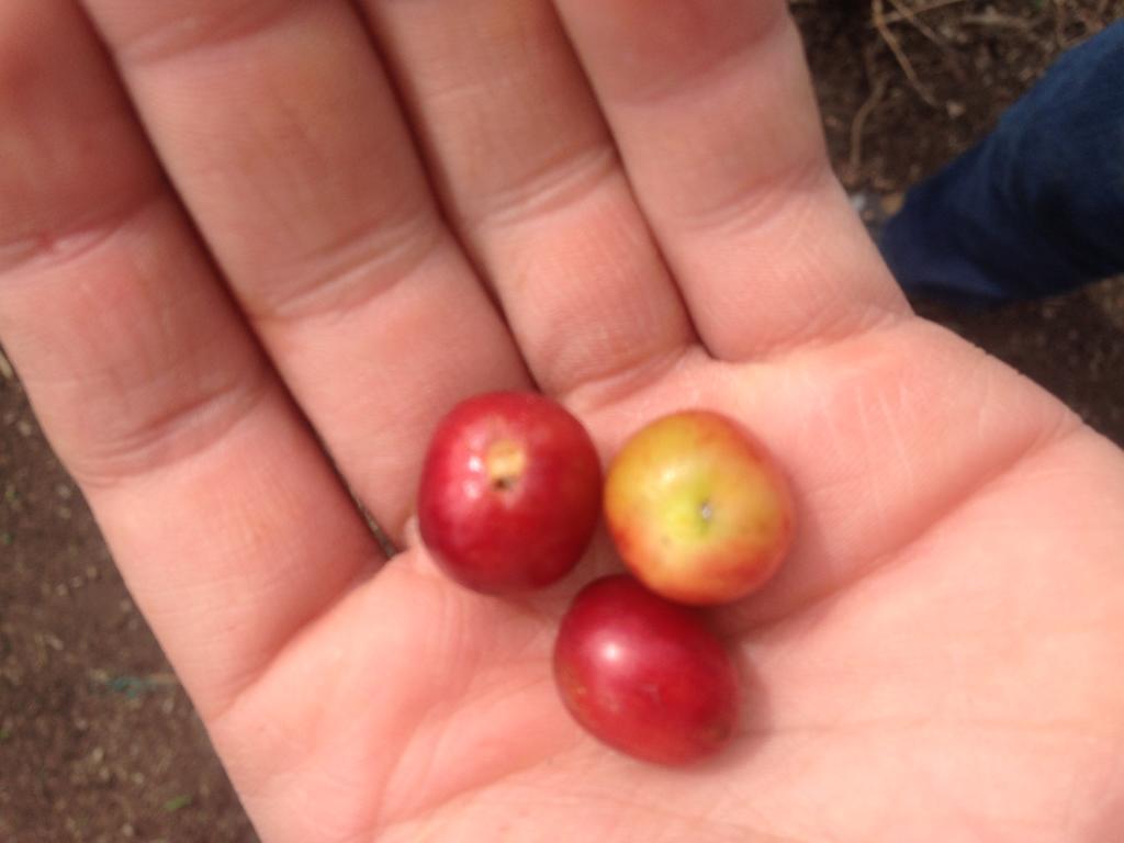Calarcá Finca El Diamante 빌라 외부 사진