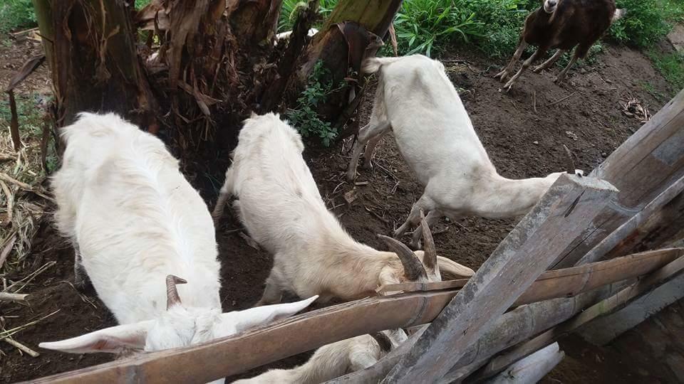 Calarcá Finca El Diamante 빌라 외부 사진