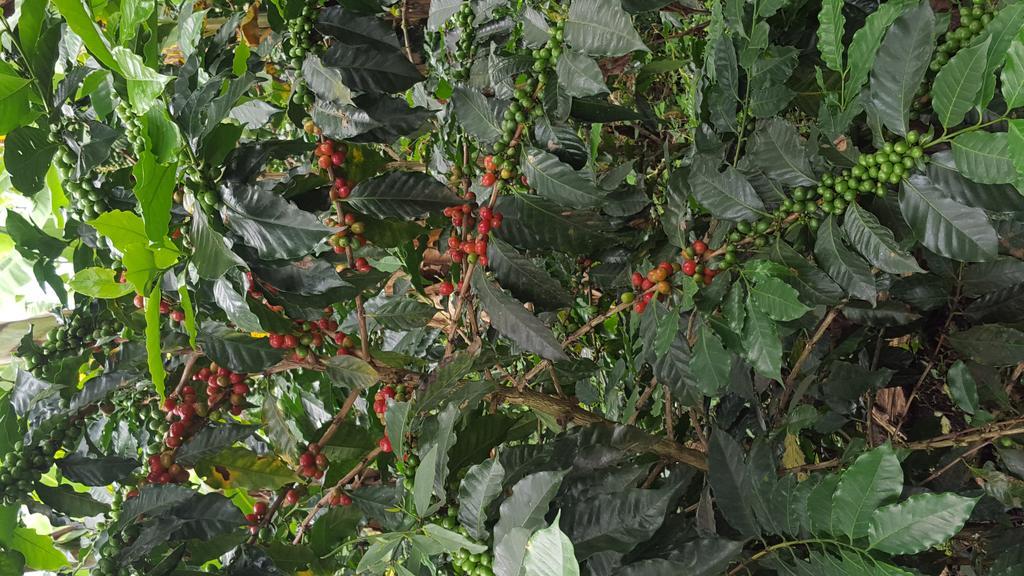 Calarcá Finca El Diamante 빌라 외부 사진