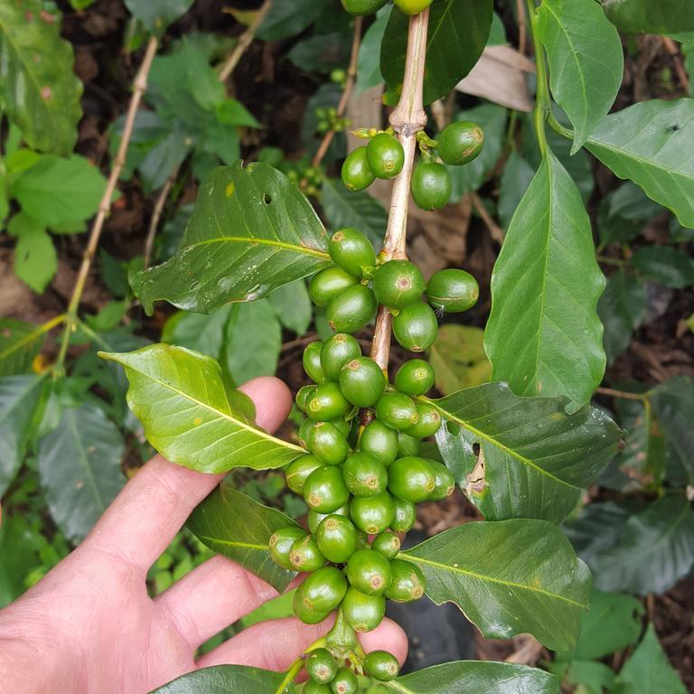 Calarcá Finca El Diamante 빌라 외부 사진