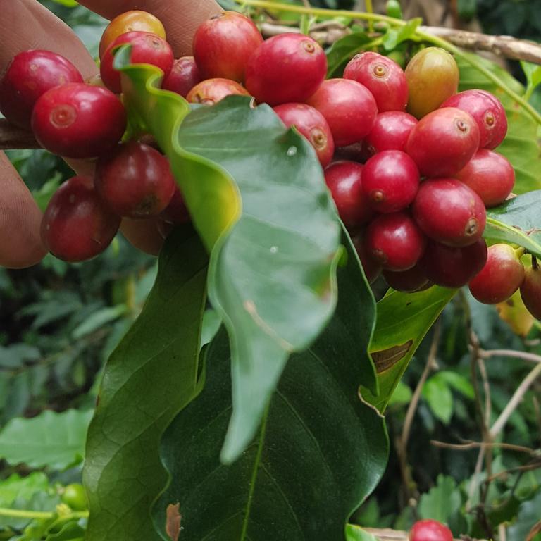 Calarcá Finca El Diamante 빌라 외부 사진