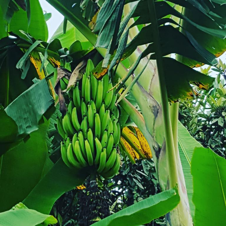 Calarcá Finca El Diamante 빌라 외부 사진